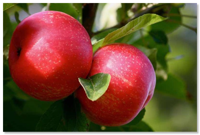 Apples_800s