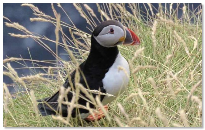 Puffin_8x5s