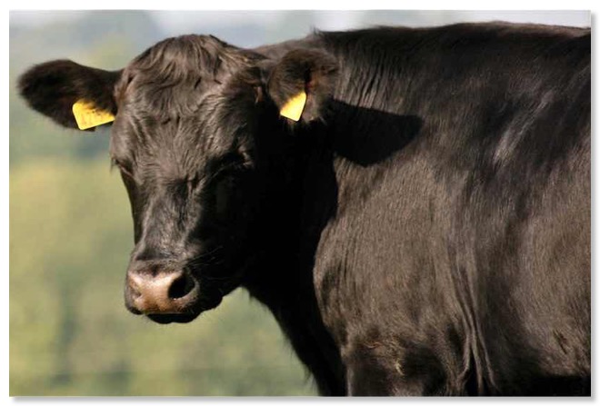 SelfMilker_800s